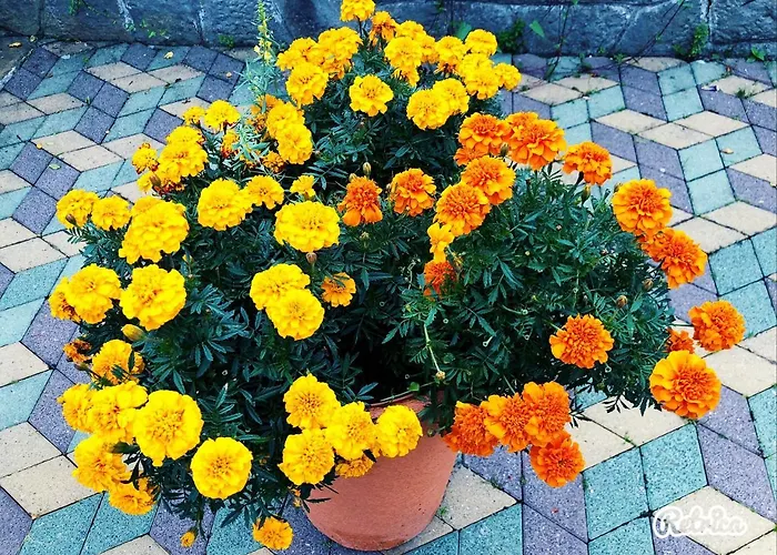 Pansiyon Pod Losiem *